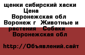 щенки сибирский хаски › Цена ­ 9 000 - Воронежская обл., Воронеж г. Животные и растения » Собаки   . Воронежская обл.